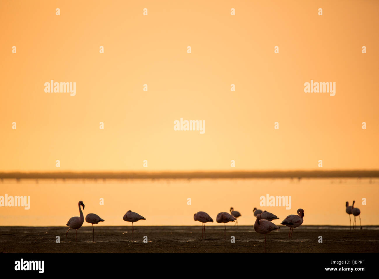 Flamingos at the Walvis Bay wetland Stock Photo