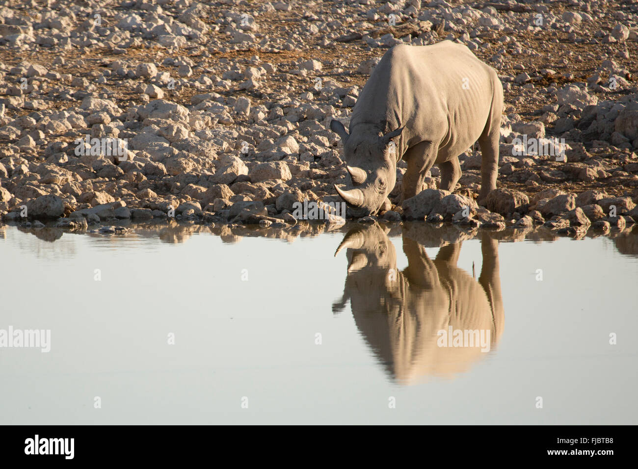 A Black Rhino drinks water Stock Photo