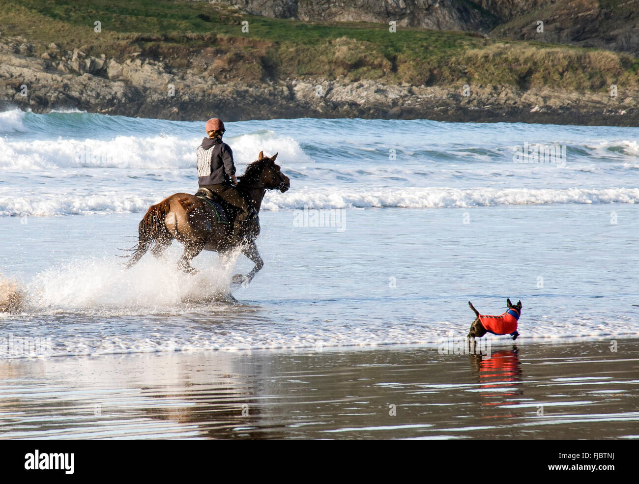 Dog riding horse hi-res stock photography and images - Alamy