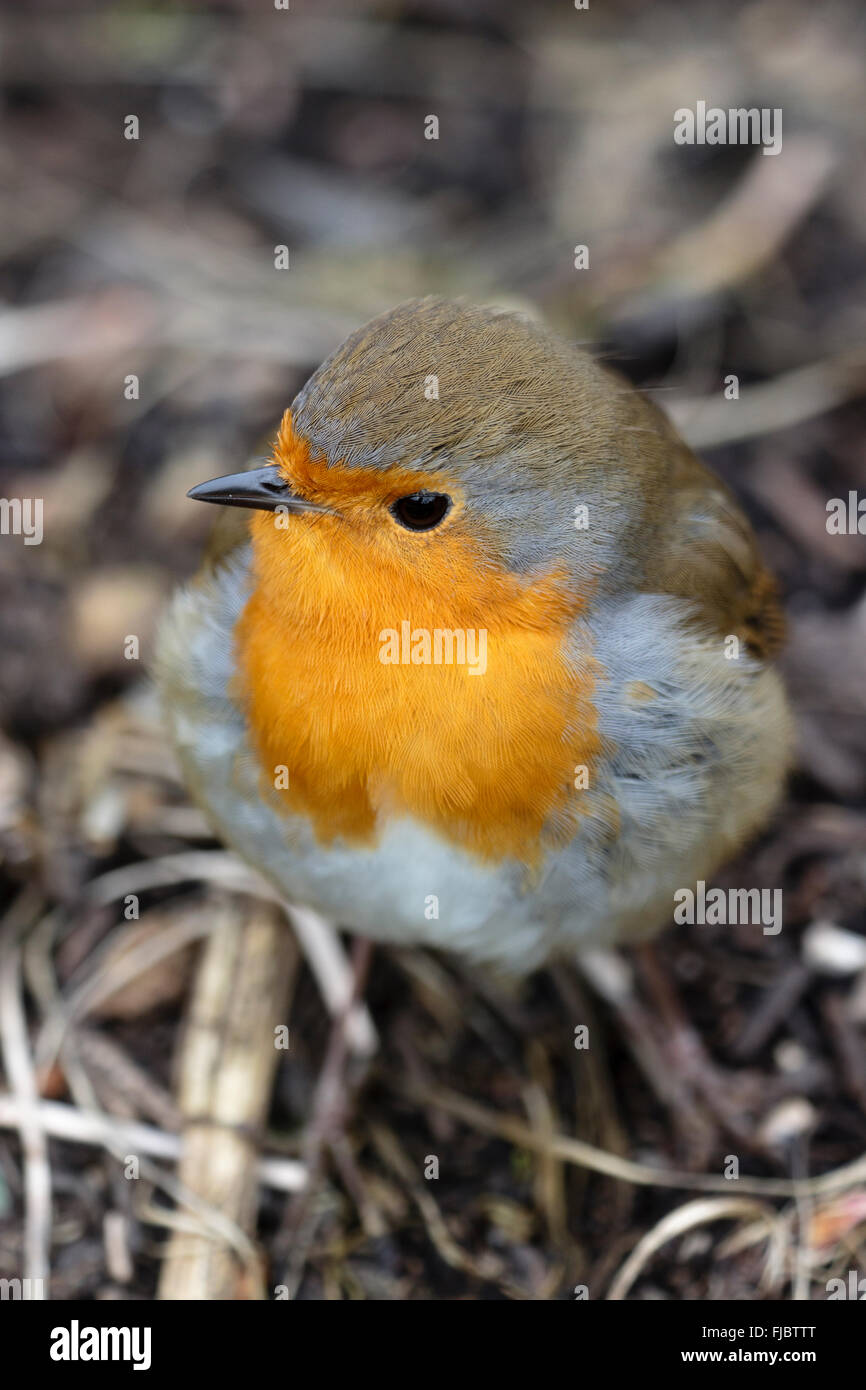 Shallow focus shot of a European robin, Erithacus rubecula, in a late winter garden Stock Photo