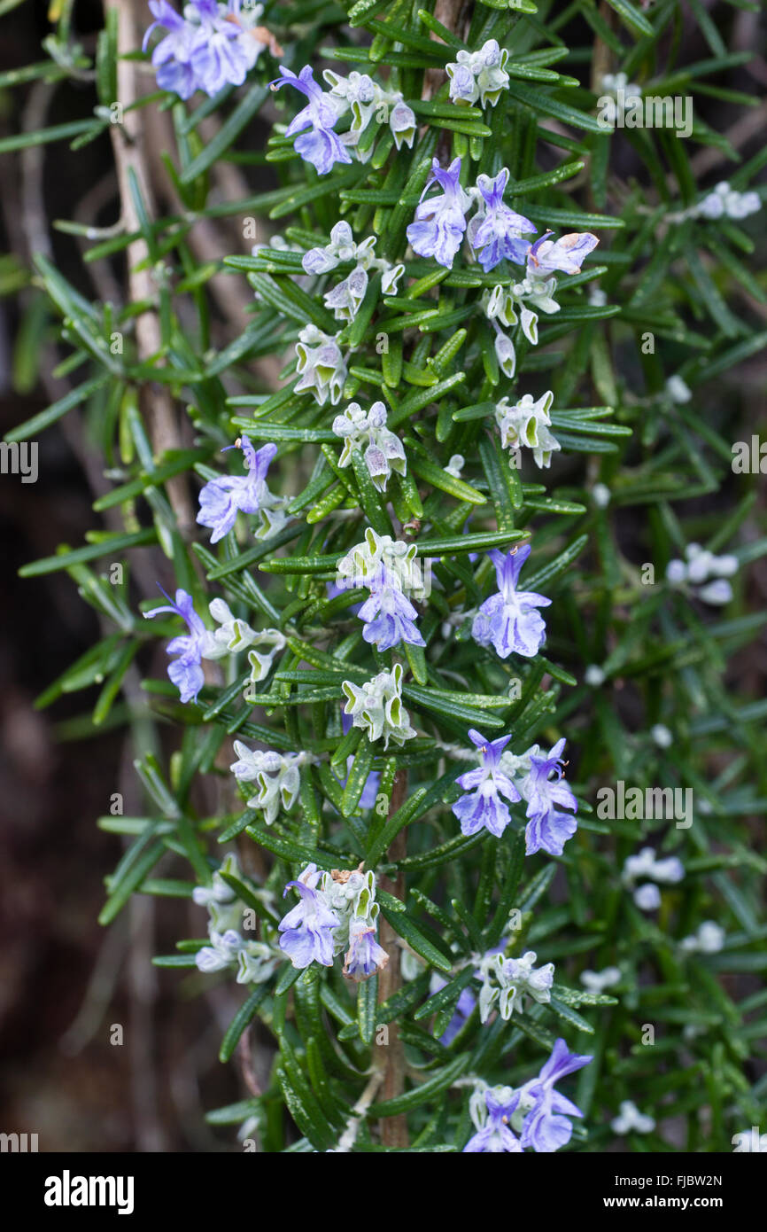 Close up of the trailing stems and flowers of the prostrate rosemary, Salvia rosmarinus (Prostratus Group) Stock Photo