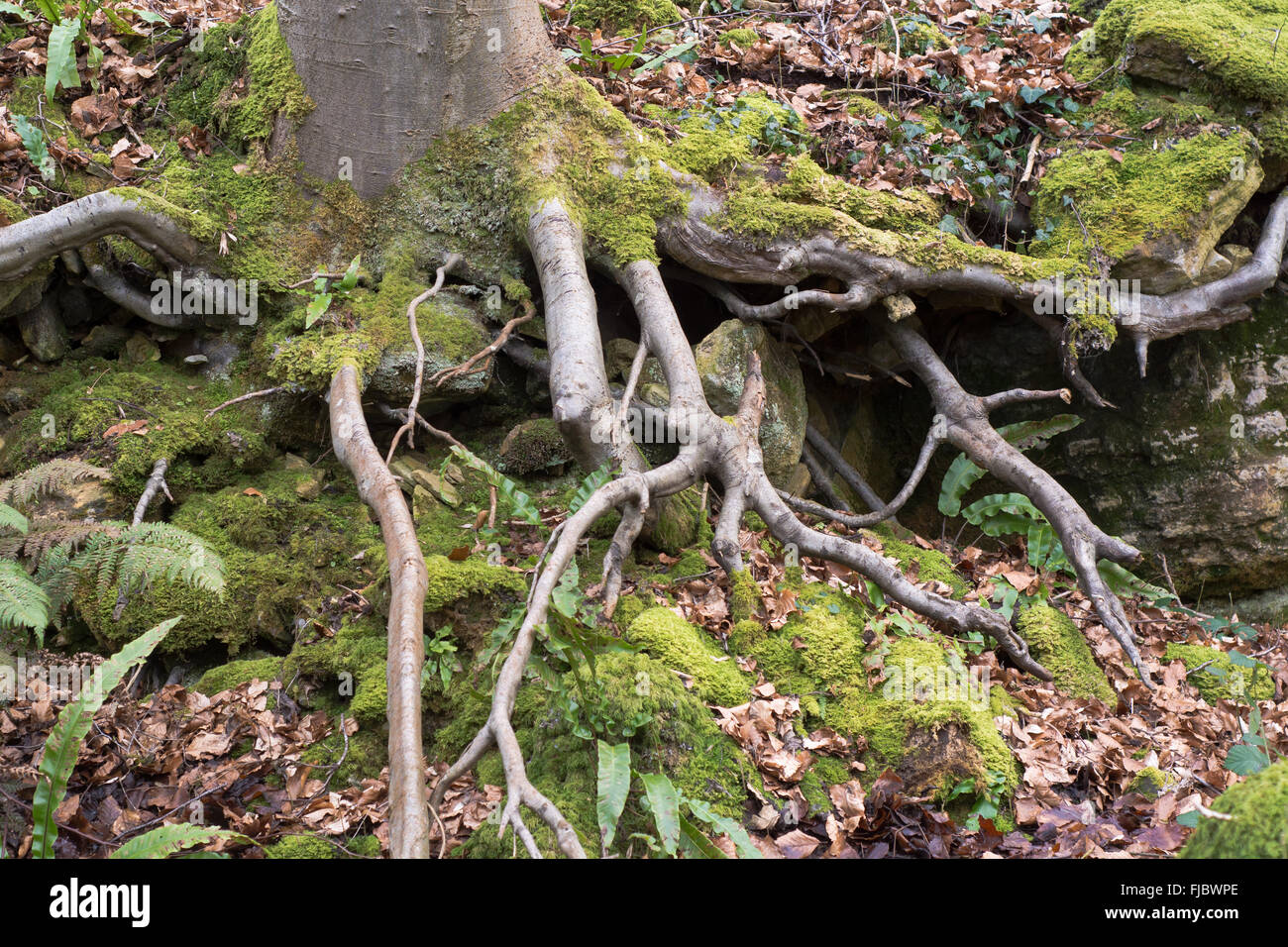 Exposed roots of a beech tree (Fagus sylvatica). A large deciduous tree showing roots, growing on a slope in a British woodland Stock Photo