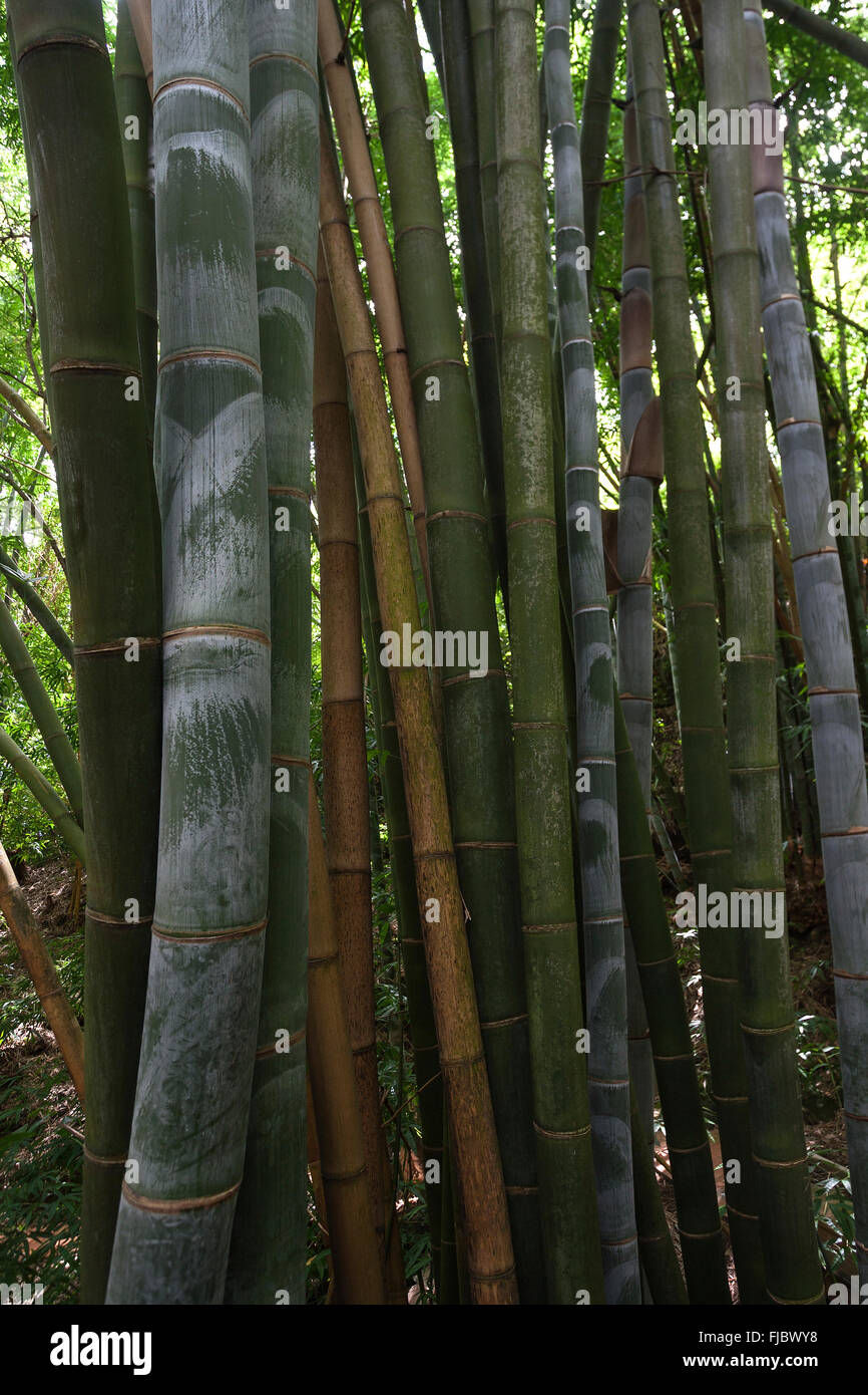 Giant bamboo (Dendrocalamus giganteus), bamboo grove in the botanical garden Jardin de Mascarin, near Saint Leu, Réunion Stock Photo