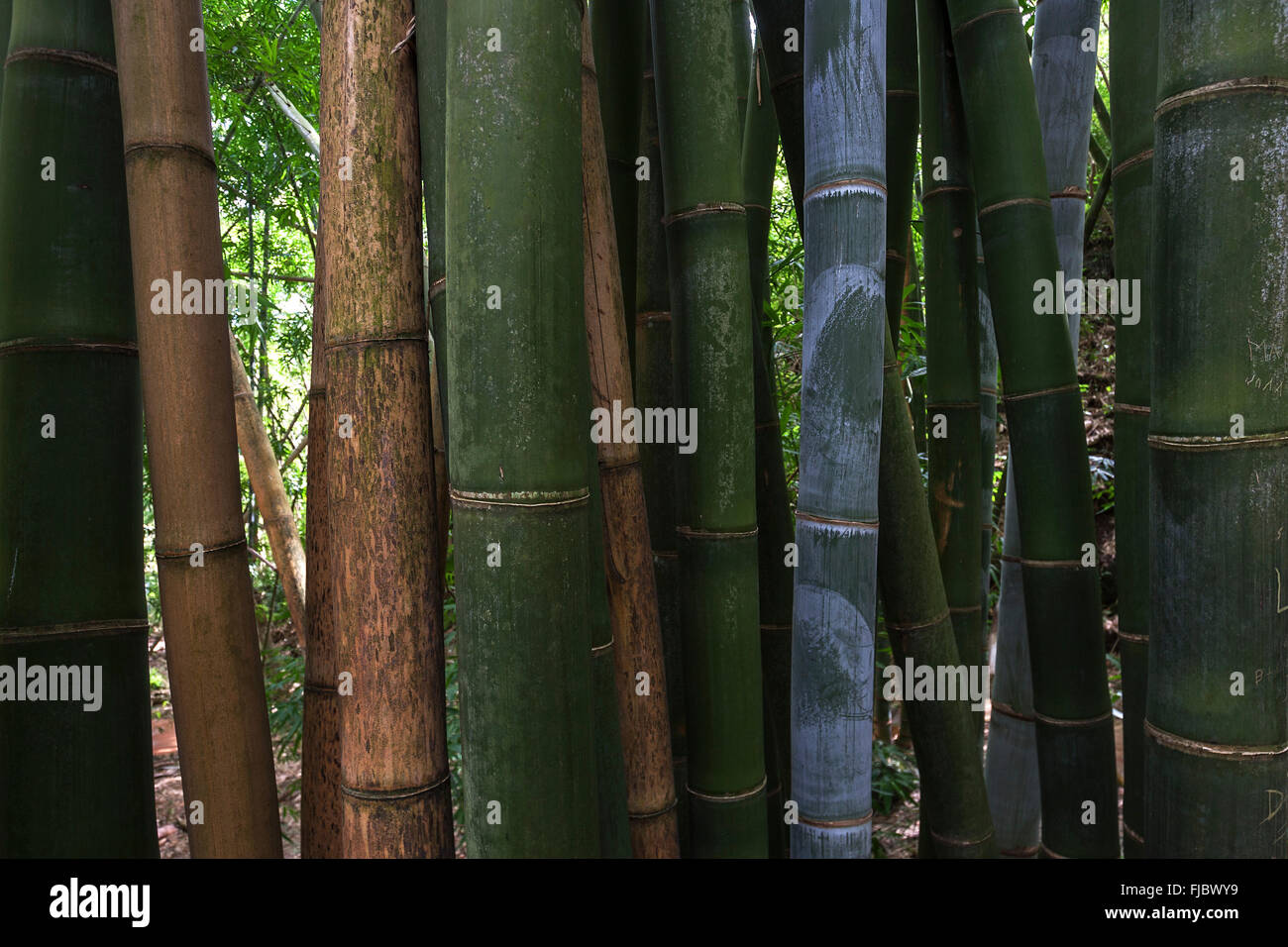 Giant bamboo (Dendrocalamus giganteus), bamboo grove in the botanical garden Jardin de Mascarin, near Saint Leu, Réunion Stock Photo