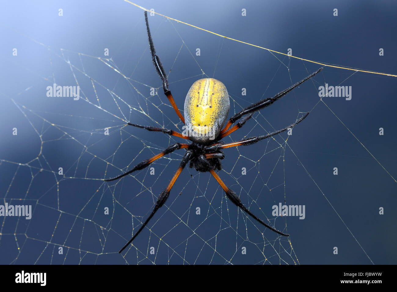 Yellow Golden Silk Orbweaver, Banana spider (Nephila) in its web