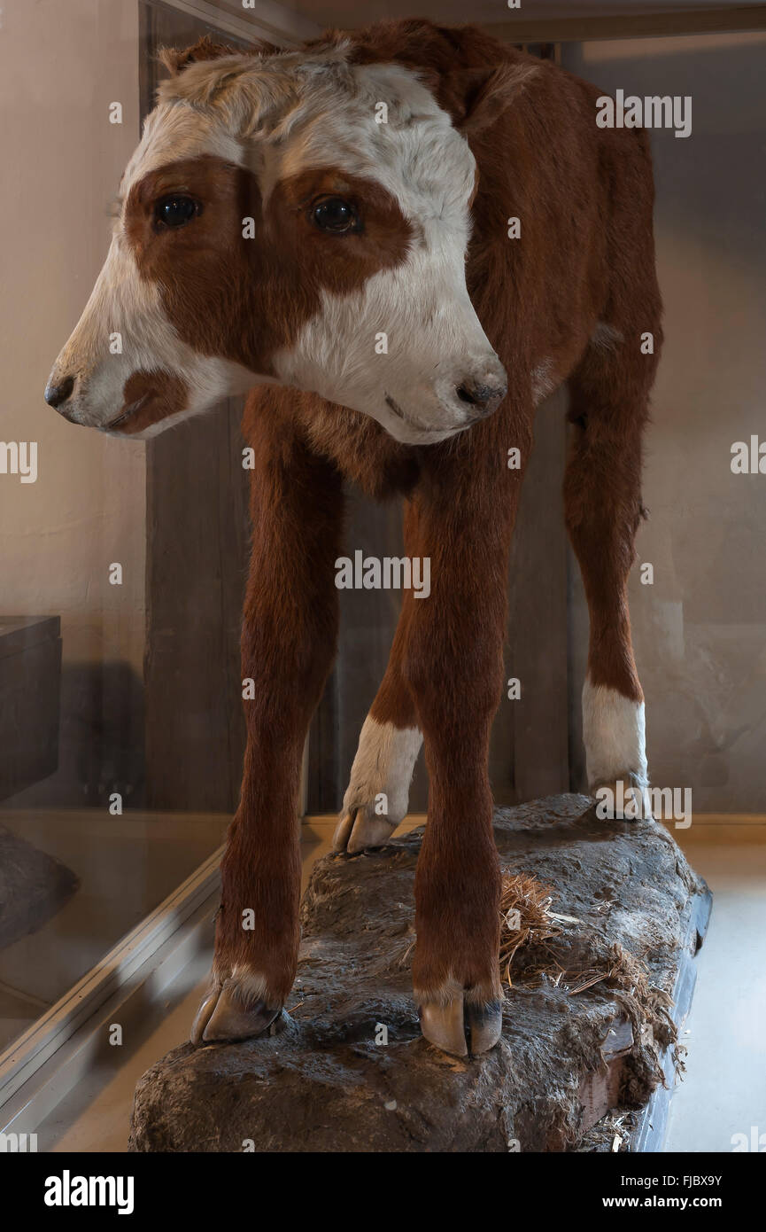 Taxidermy, mounted young calf born with two heads in Middle Franconia in 1930, Deutsches Hirtenmuseum, German Shepherds Museum Stock Photo