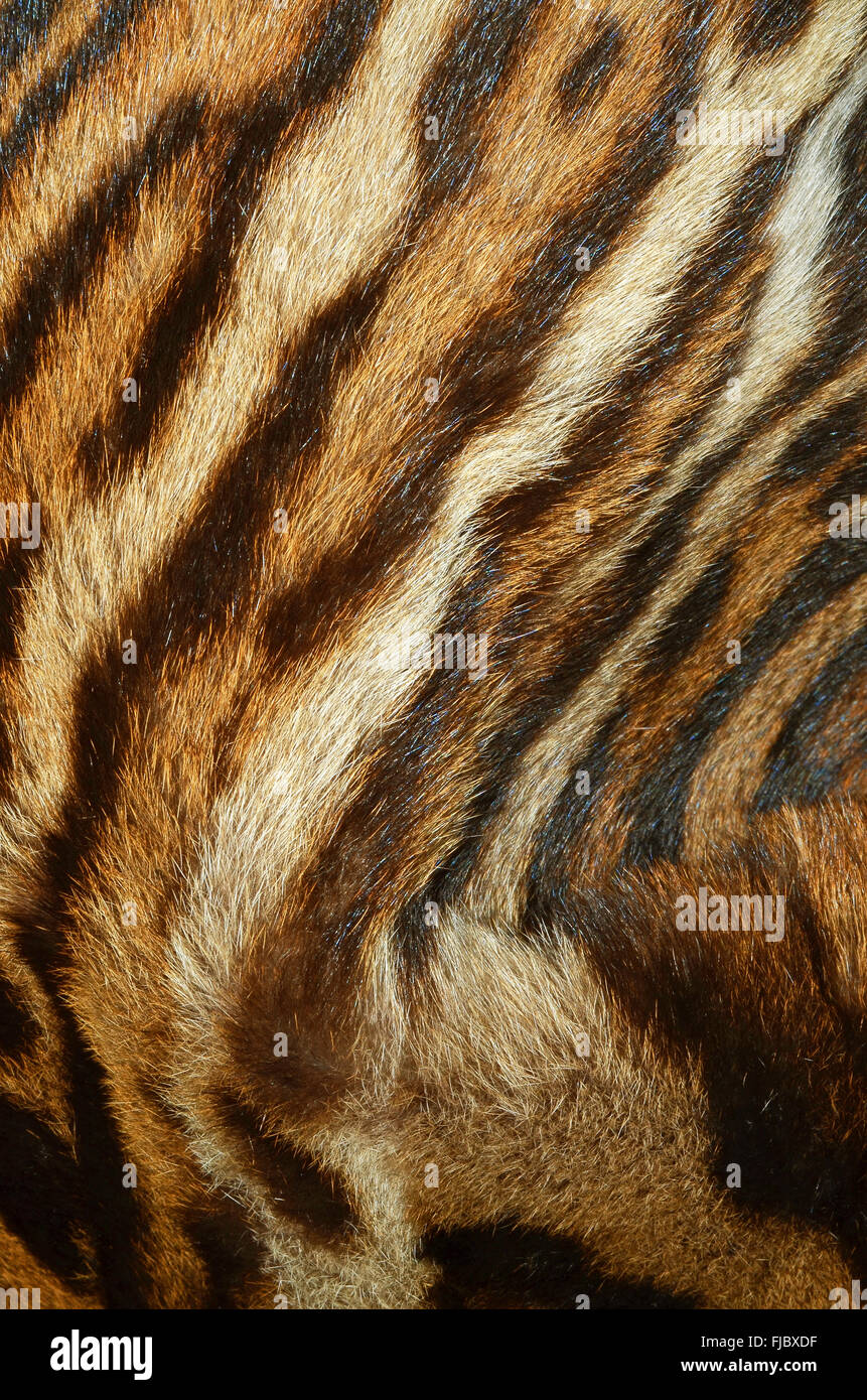 tiger fur closeup Stock Photo