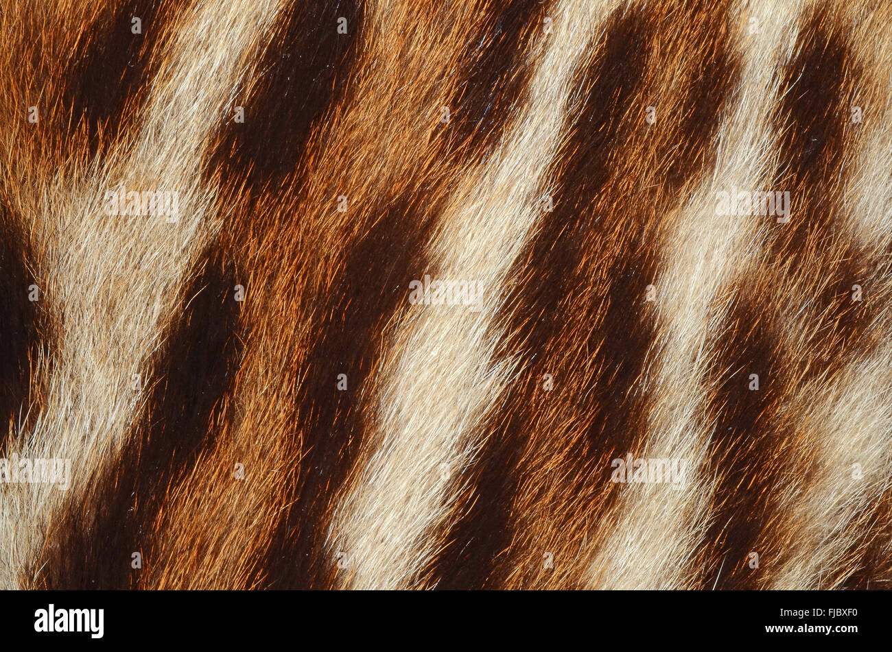 tiger fur texture Stock Photo