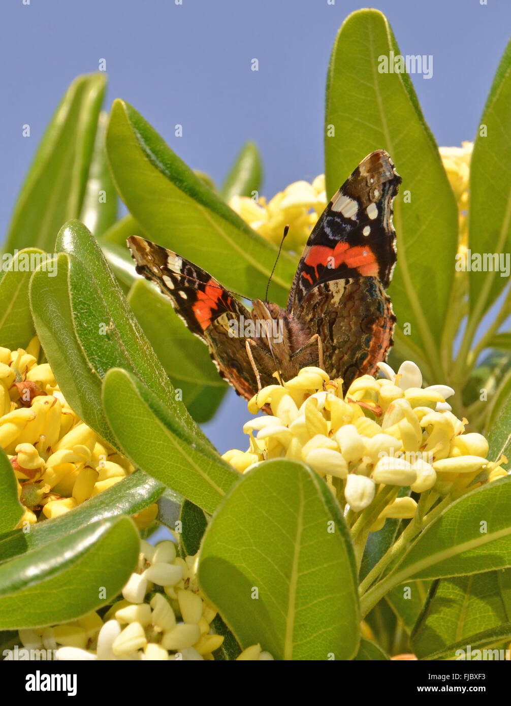 butterfly on flowers Stock Photo