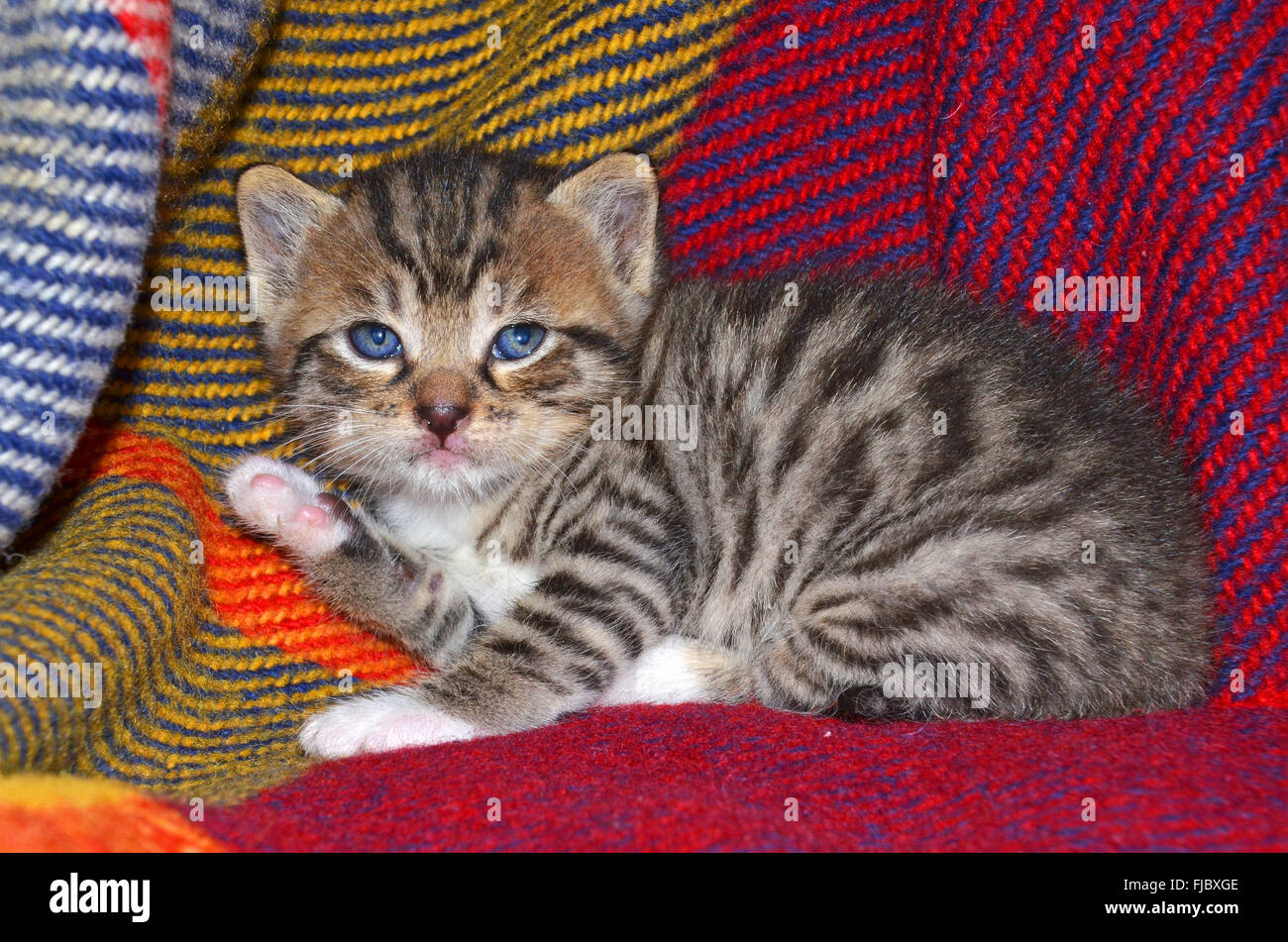 cute tabby kitten Stock Photo - Alamy