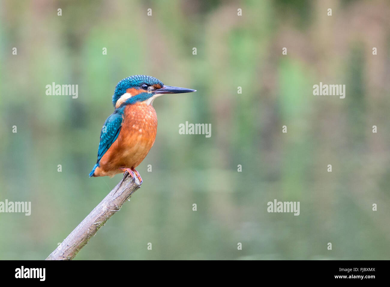 Common Kingfisher (Alcedo atthis) perching on a mossy branch Stock Photo