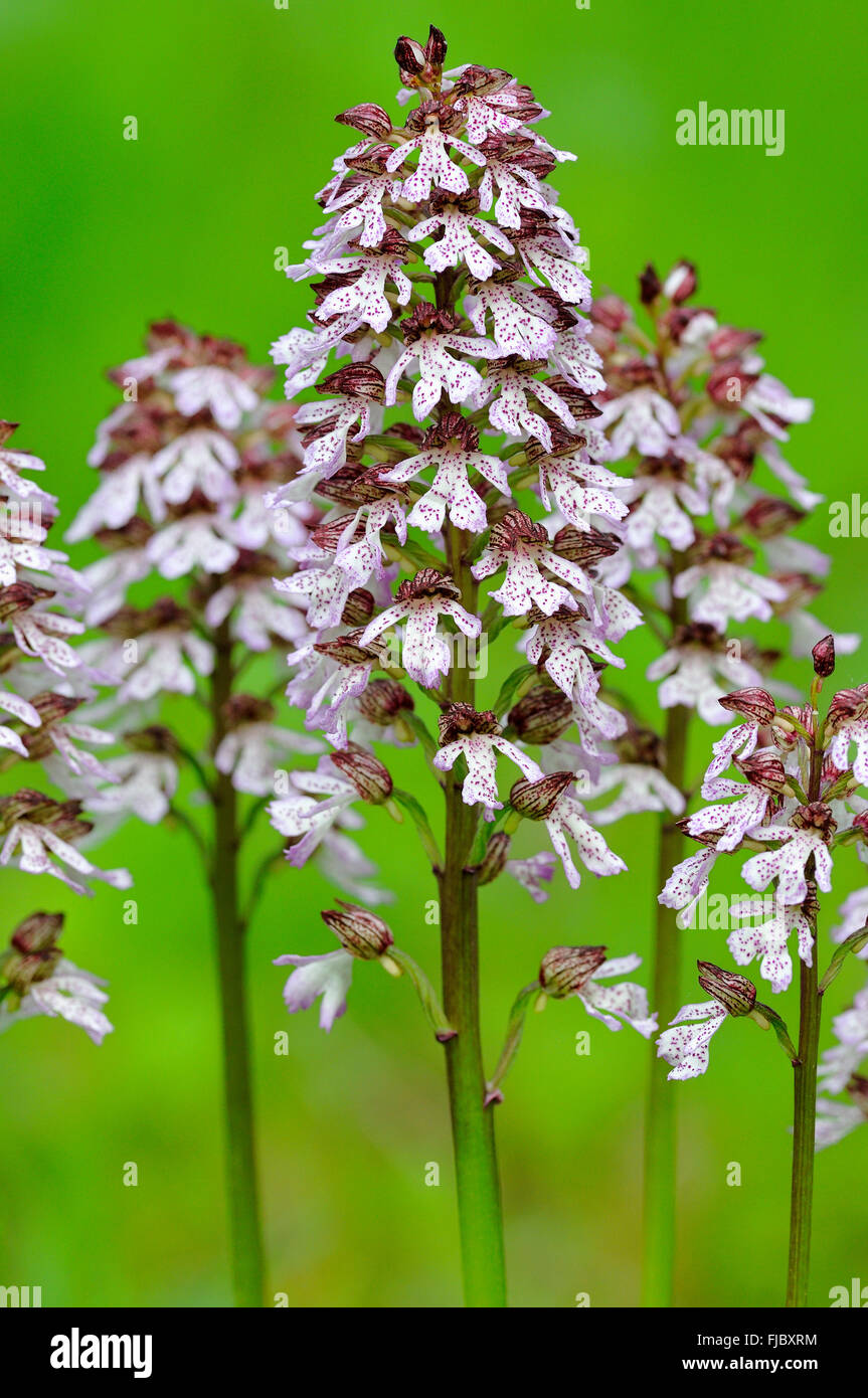 Lady Orchid (Orchis purpurea), orchid, Inflorescence, North Rhine-Westphalia, Germany Stock Photo