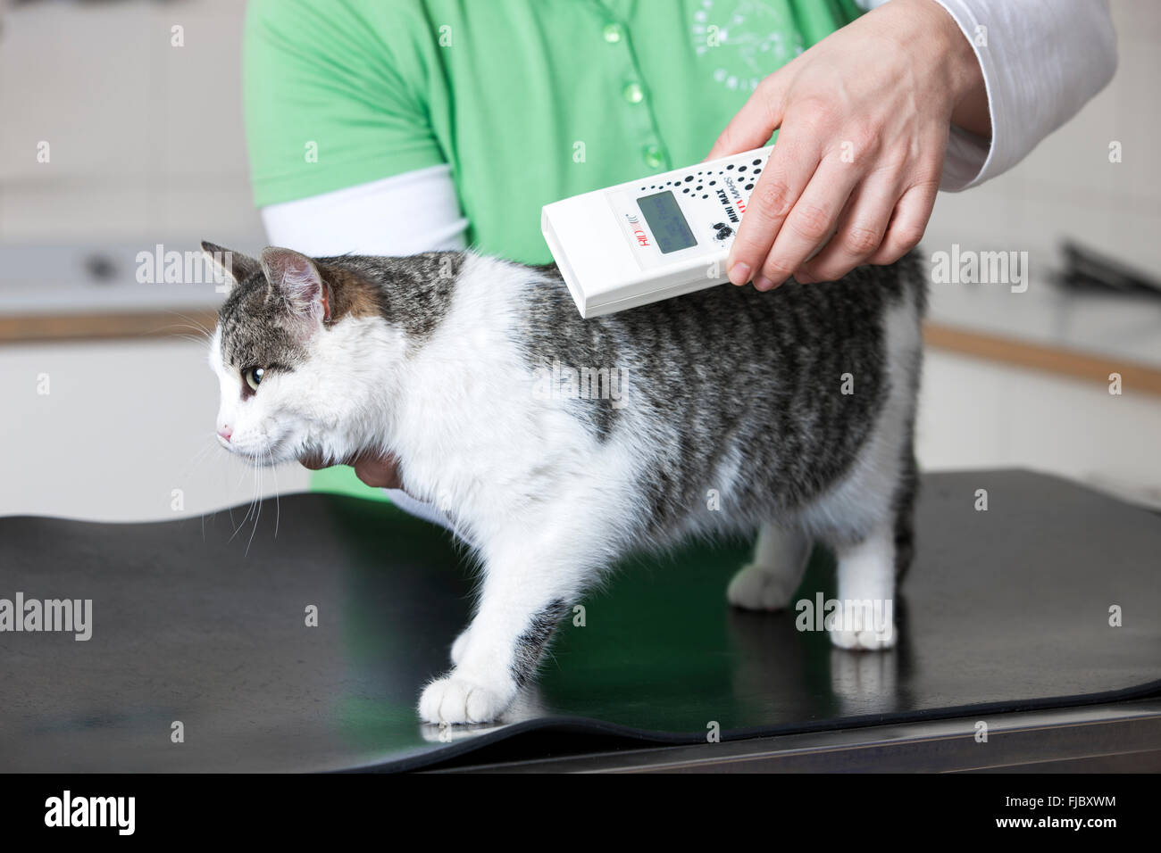 Veterinarian, vet searching for the microchip at a domestic cat Stock Photo