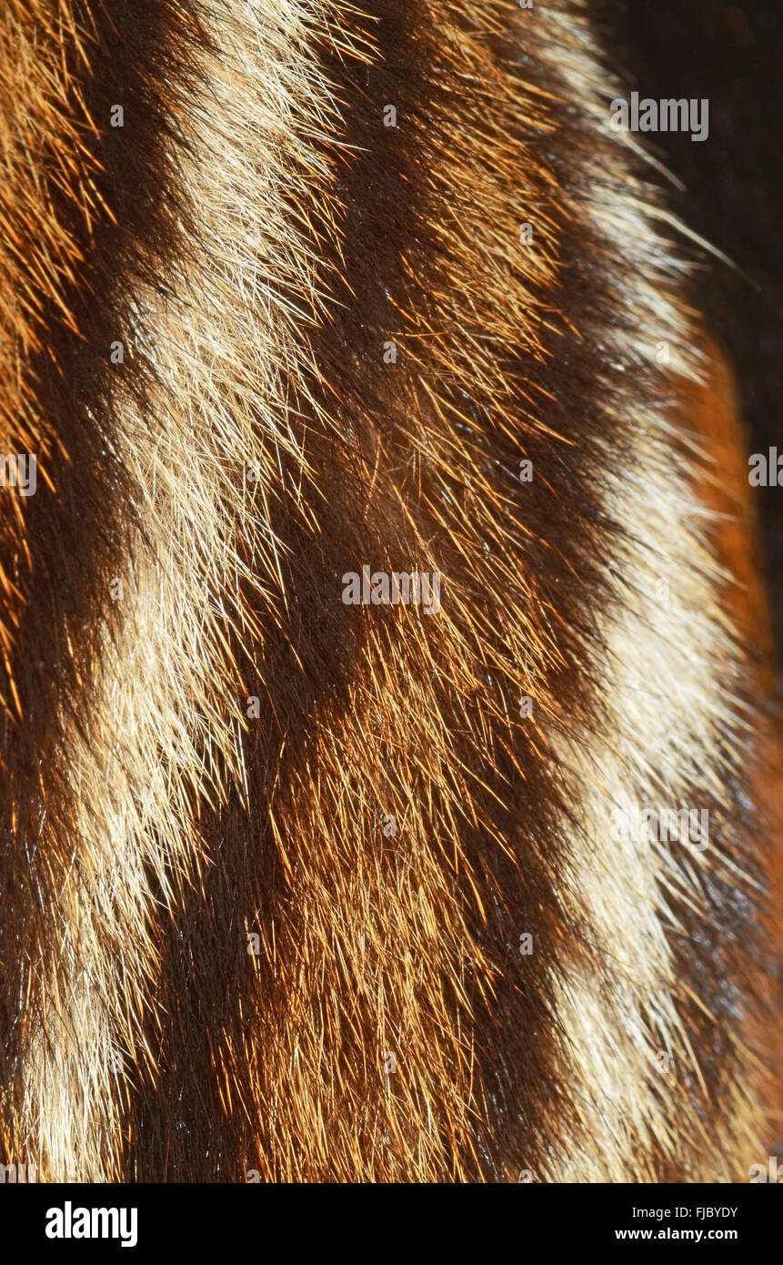 tiger fur details Stock Photo Alamy