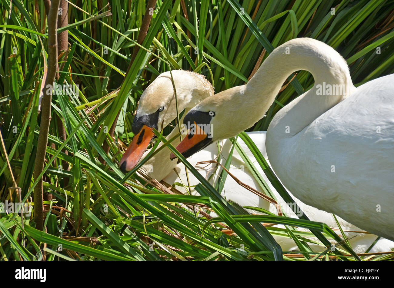 couple of wild swans Stock Photo