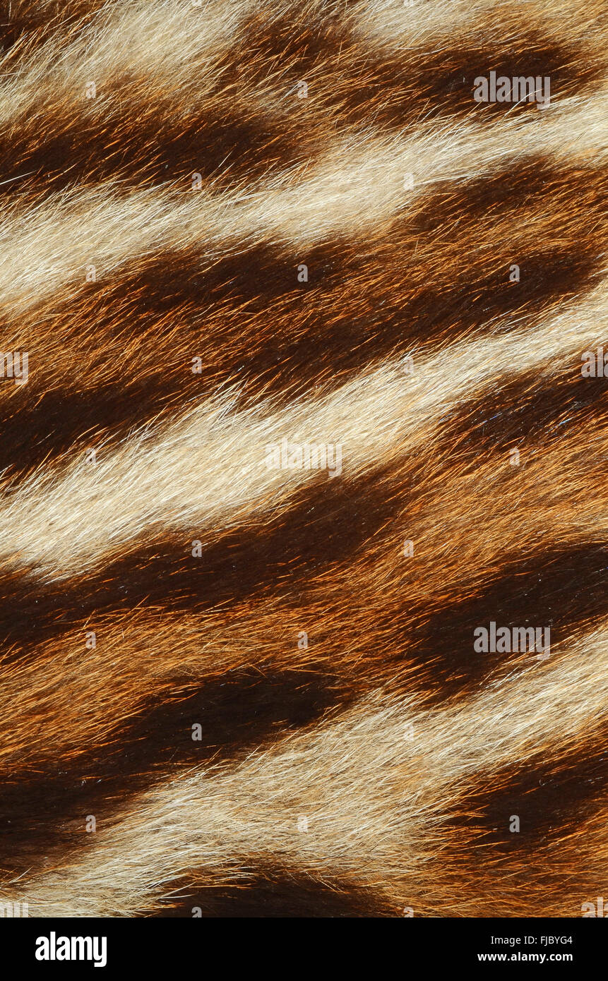 tiger skin texture Stock Photo