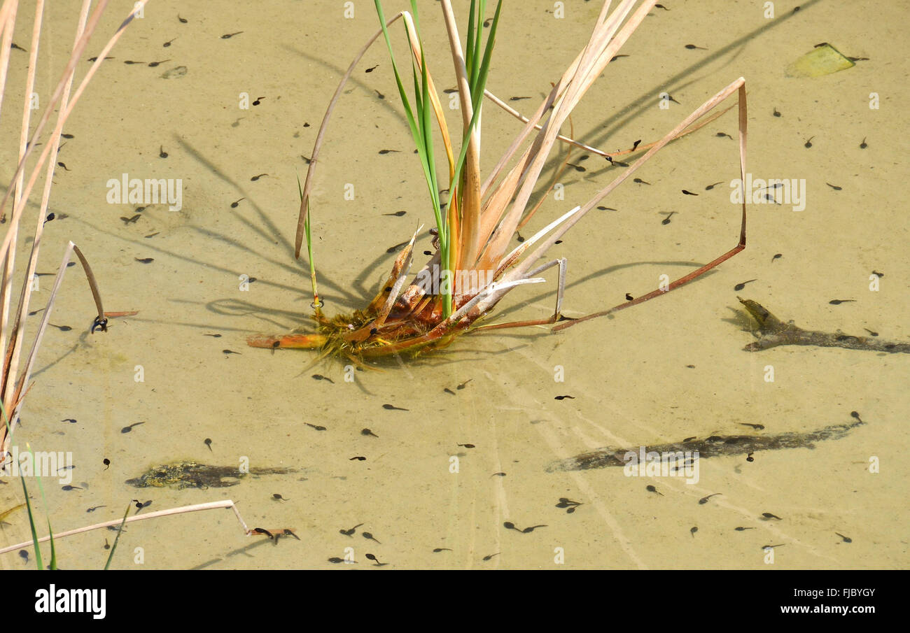 tadpoles in the pond Stock Photo Alamy