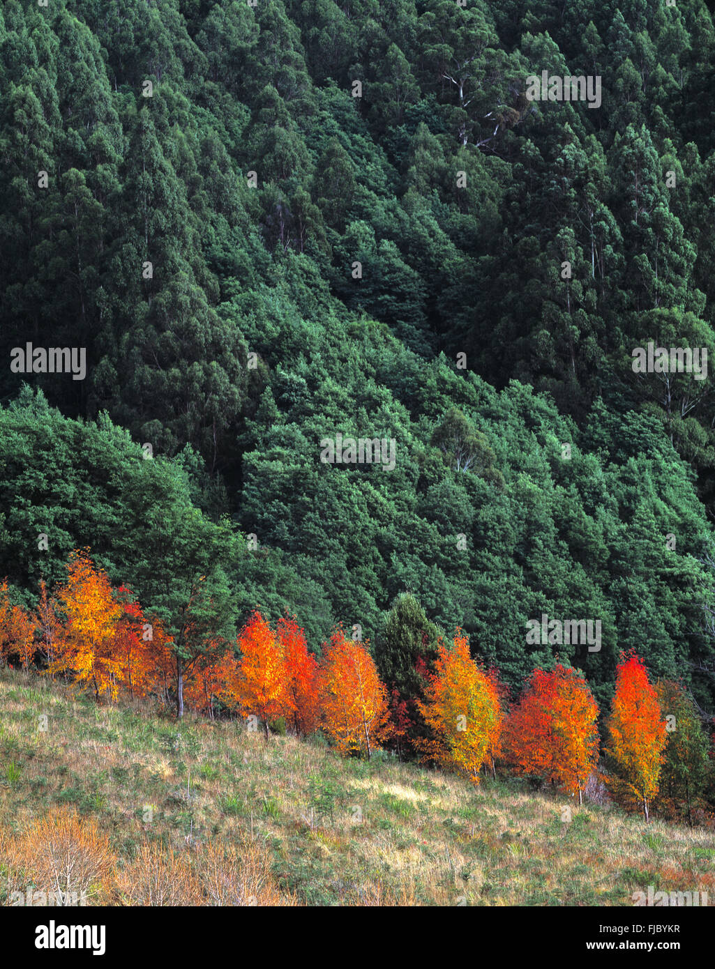 Australia colors hires stock photography and images Alamy