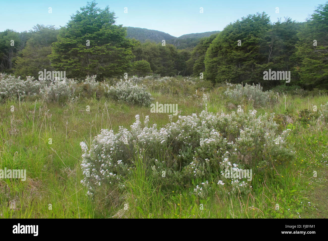 Patagonian landscape. Meadows with plants and trees. Argentina Stock Photo