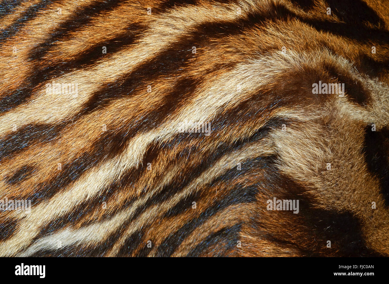 texture of tiger fur Stock Photo