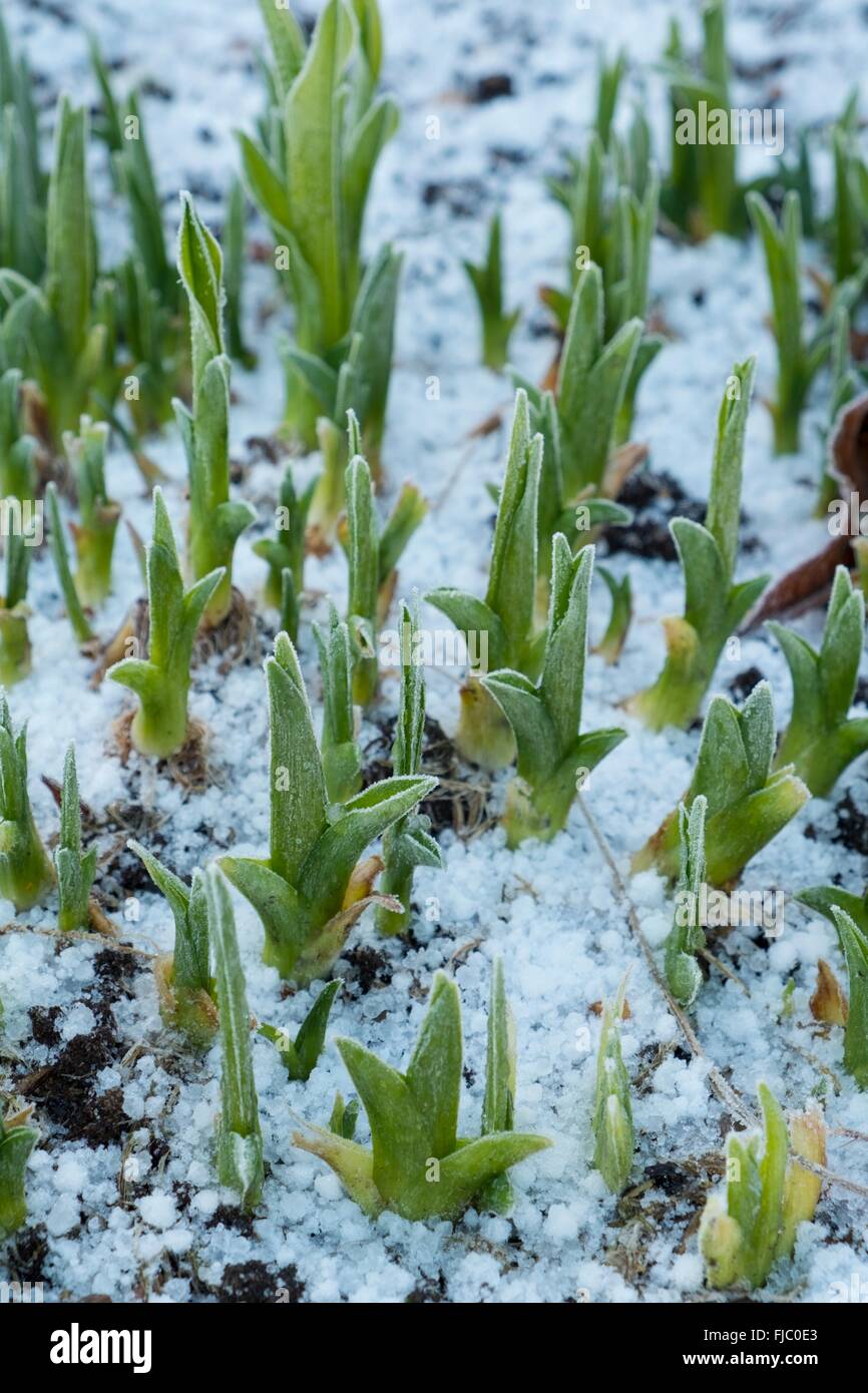 Shoots of day lily - Hemerocallis, emeging through frosty ground Stock Photo