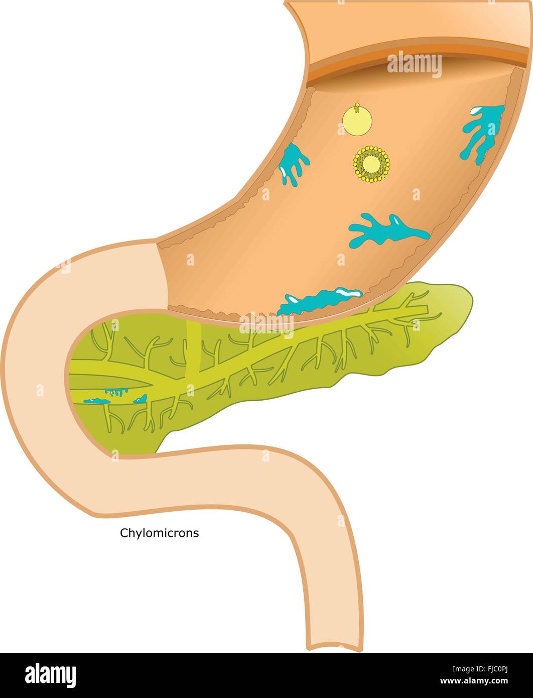 scheme of fat metabolism, in the human body Stock Vector