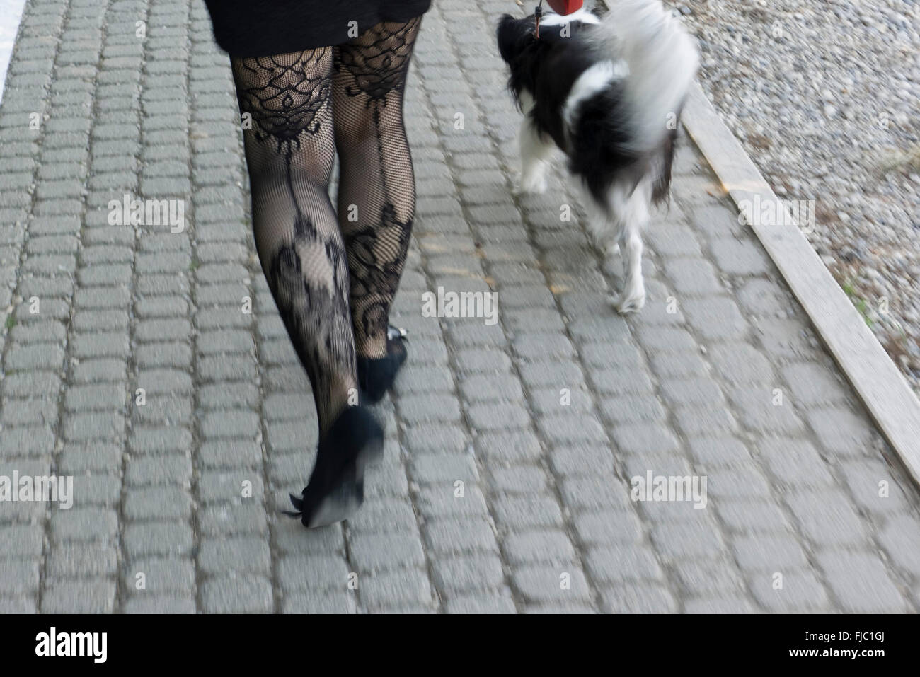 Frauenbeine mit Spitzen-Strümpfen im Gehen und Hund Stock Photo