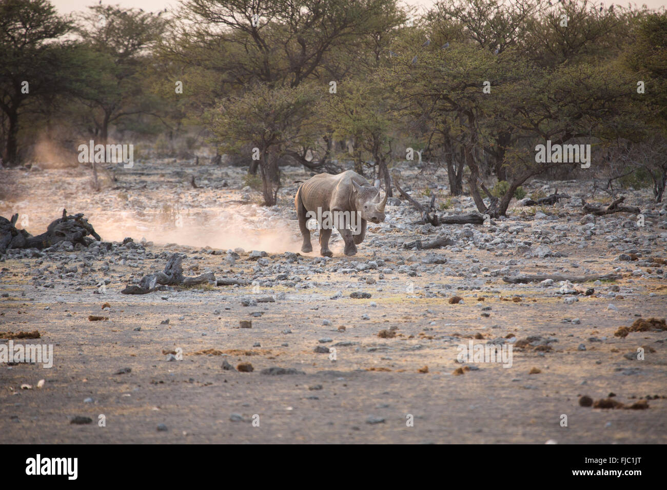 Black Rhino at sunrise Stock Photo