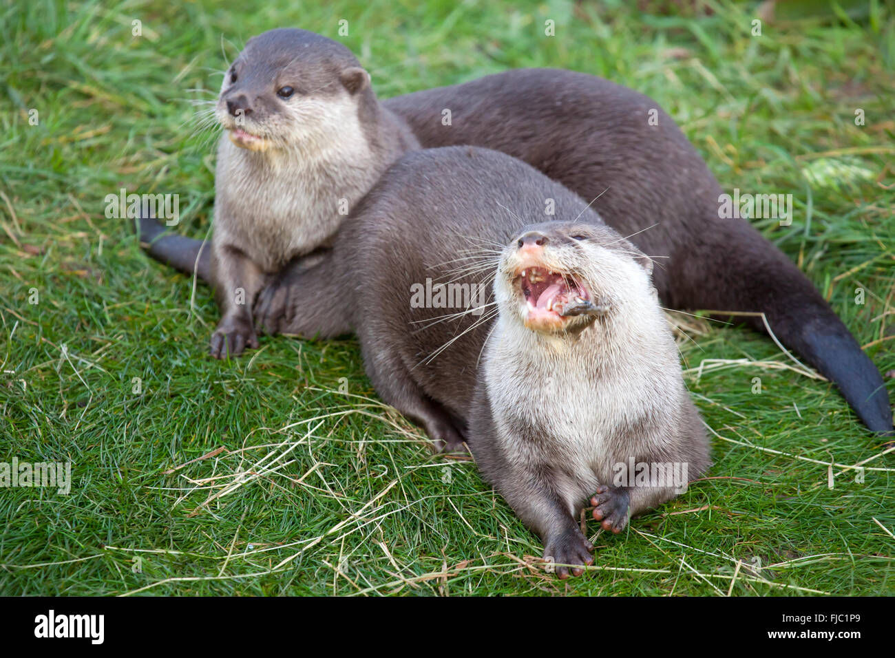 Oriental Small Clawed Otter eating a fish Stock Photo