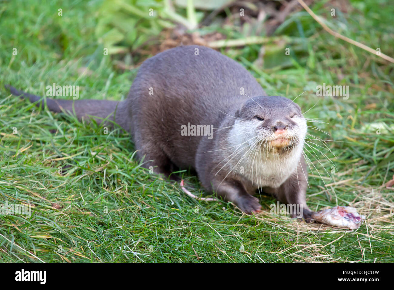 Oriental Small Clawed Otter with fish Stock Photo