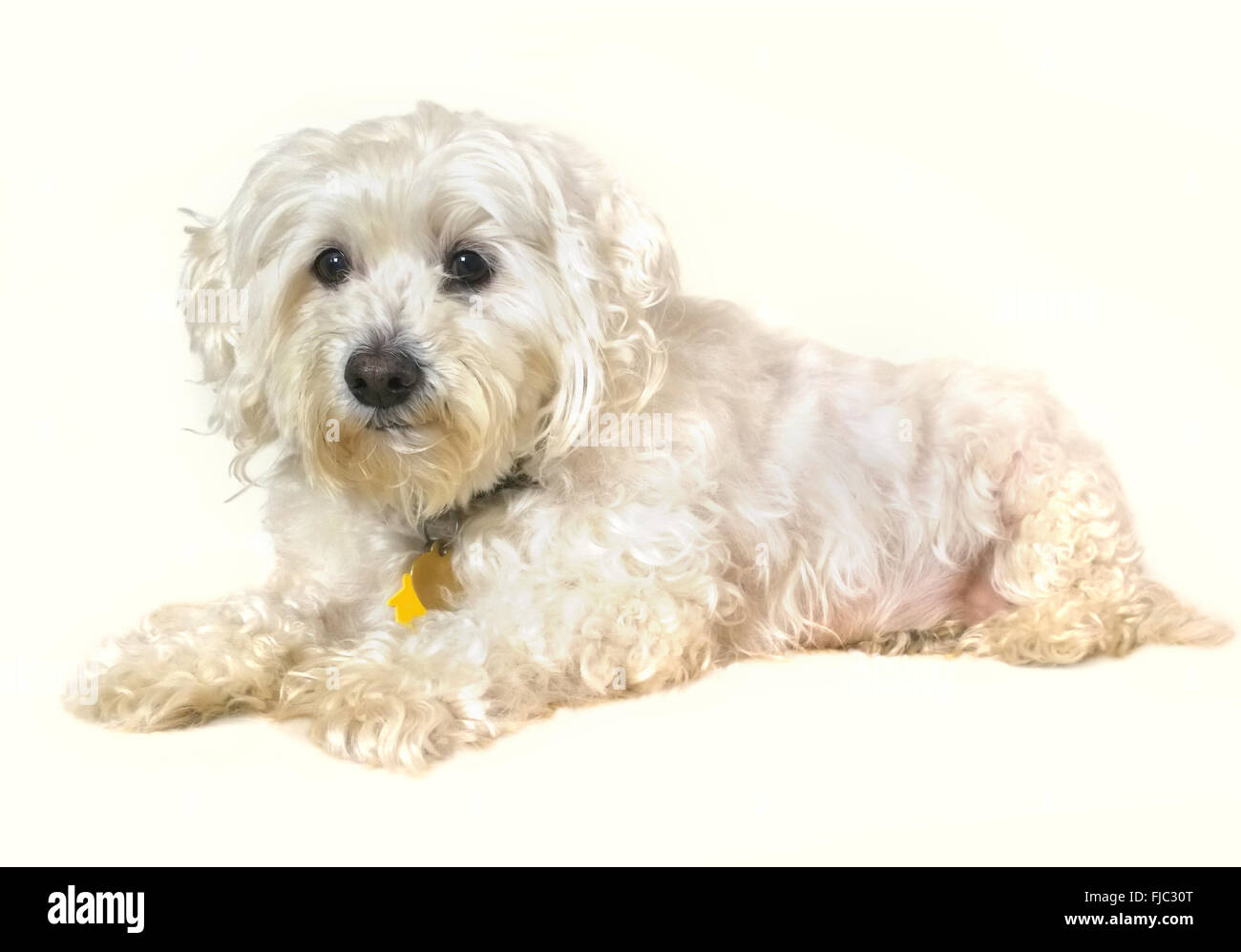 Maltese- Bichon , senior dog on white background Stock Photo