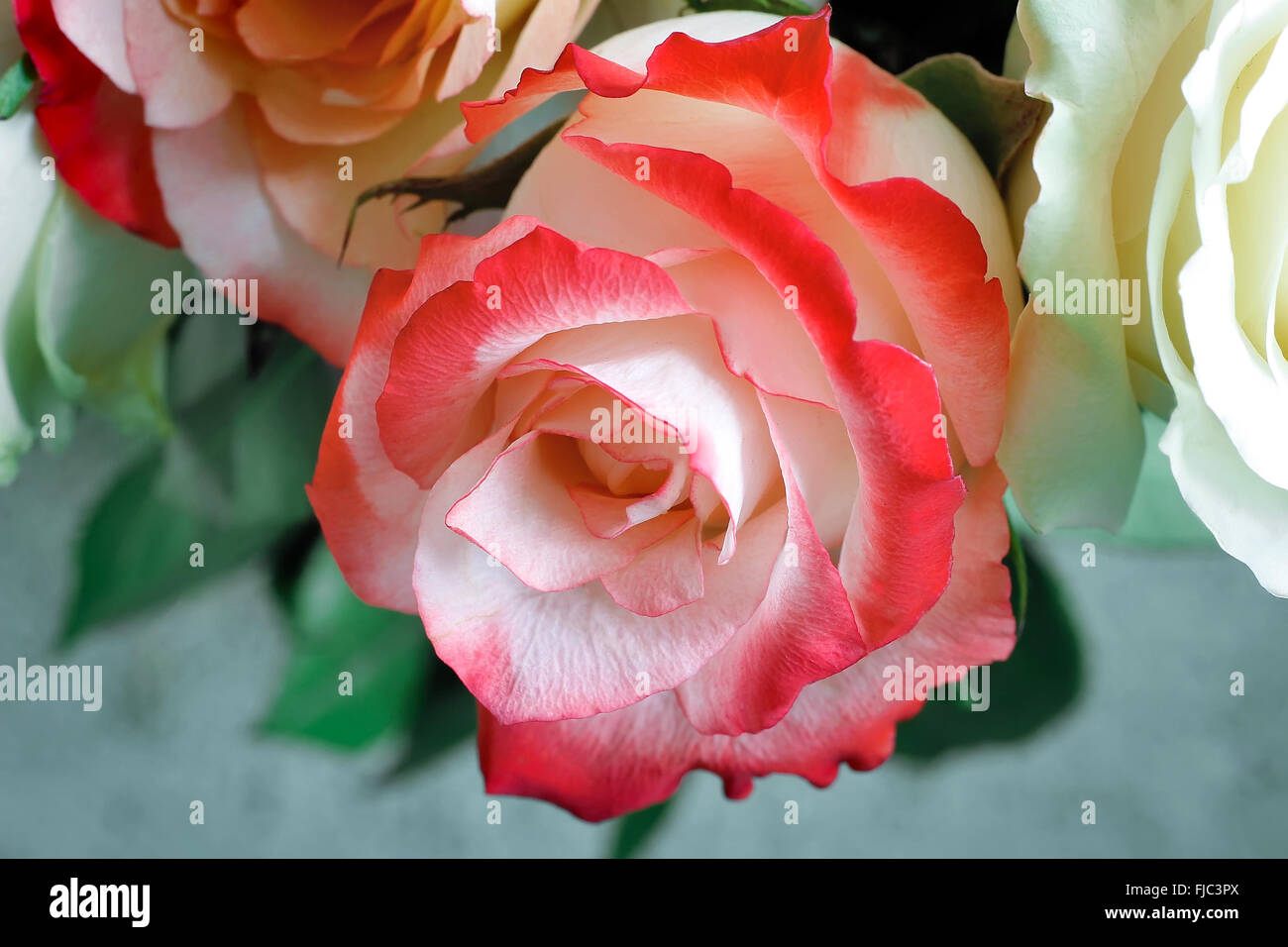A bouquet of beautiful white and light pink roses on light green ...