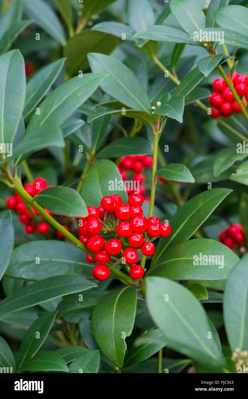 Skimmia japonica, with red berries, Norfolk, England, February. Stock Photo