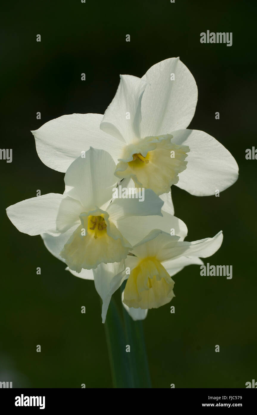 Narcissus 'Trembale'. Group of three pale yellow daffodils Stock Photo