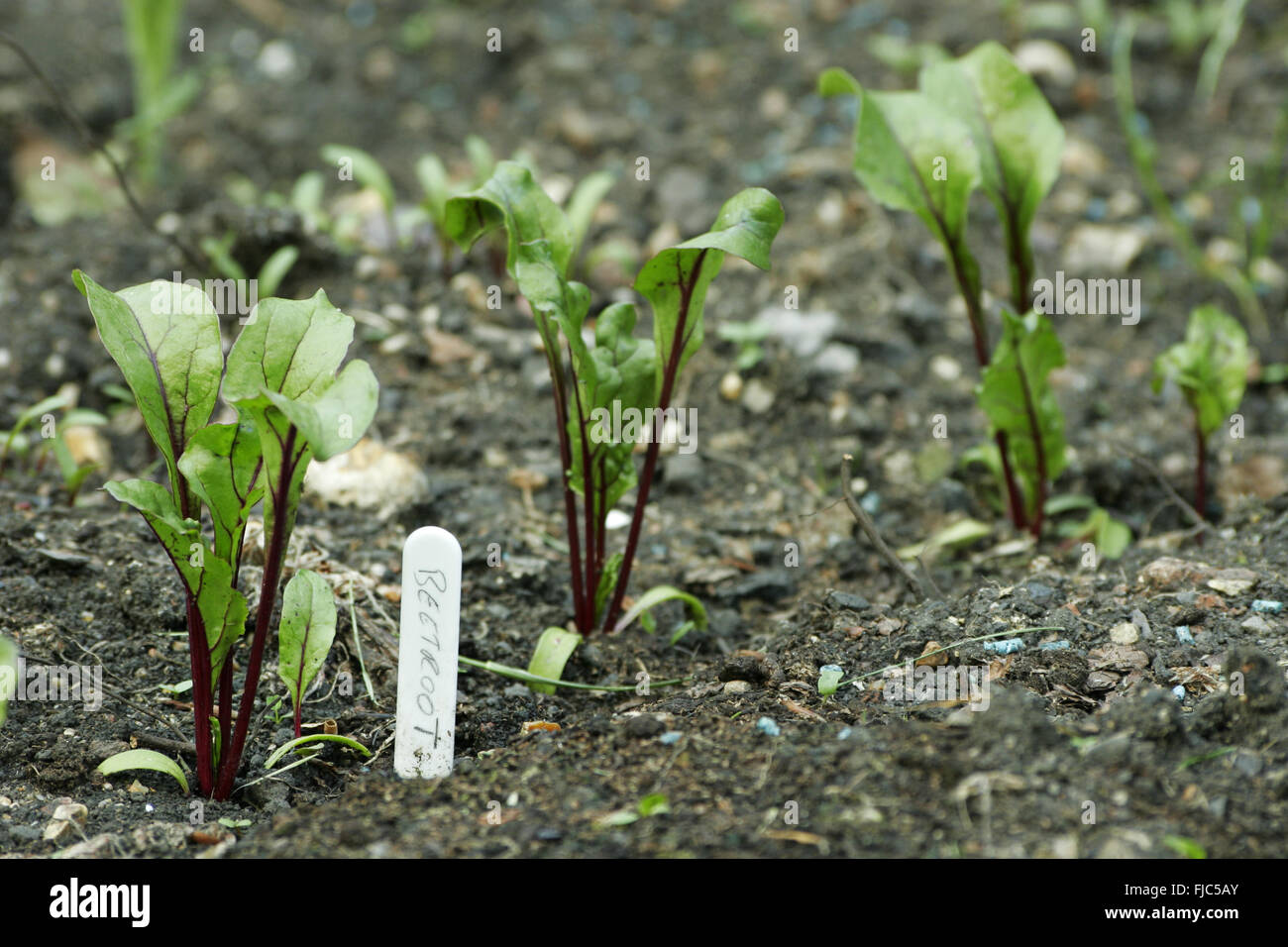 Beetroot seedlings hires stock photography and images Alamy