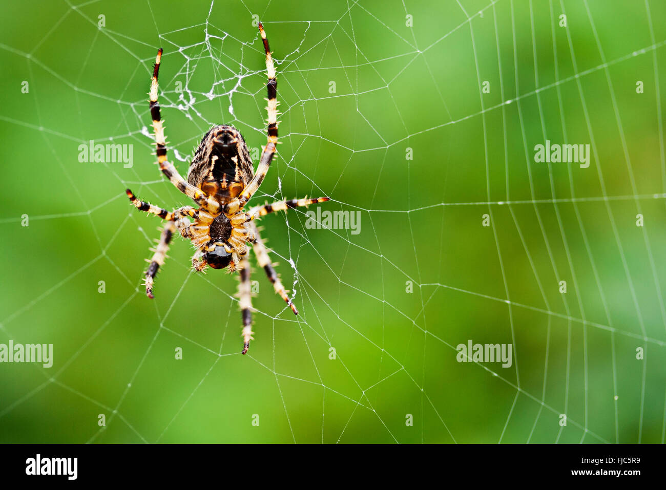 Spider (Garden or Araneus diadematus) underside on web with soft focus green background. Landscape format macro close up. Stock Photo