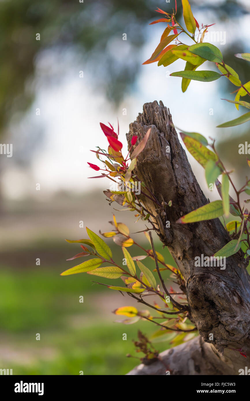 Tree leaves background hi-res stock photography and images - Alamy