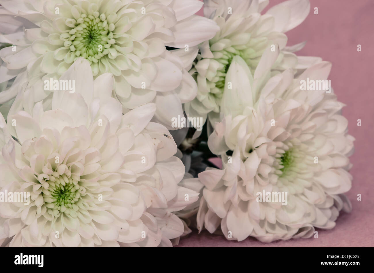 Death anniversary flower hires stock photography and images Alamy