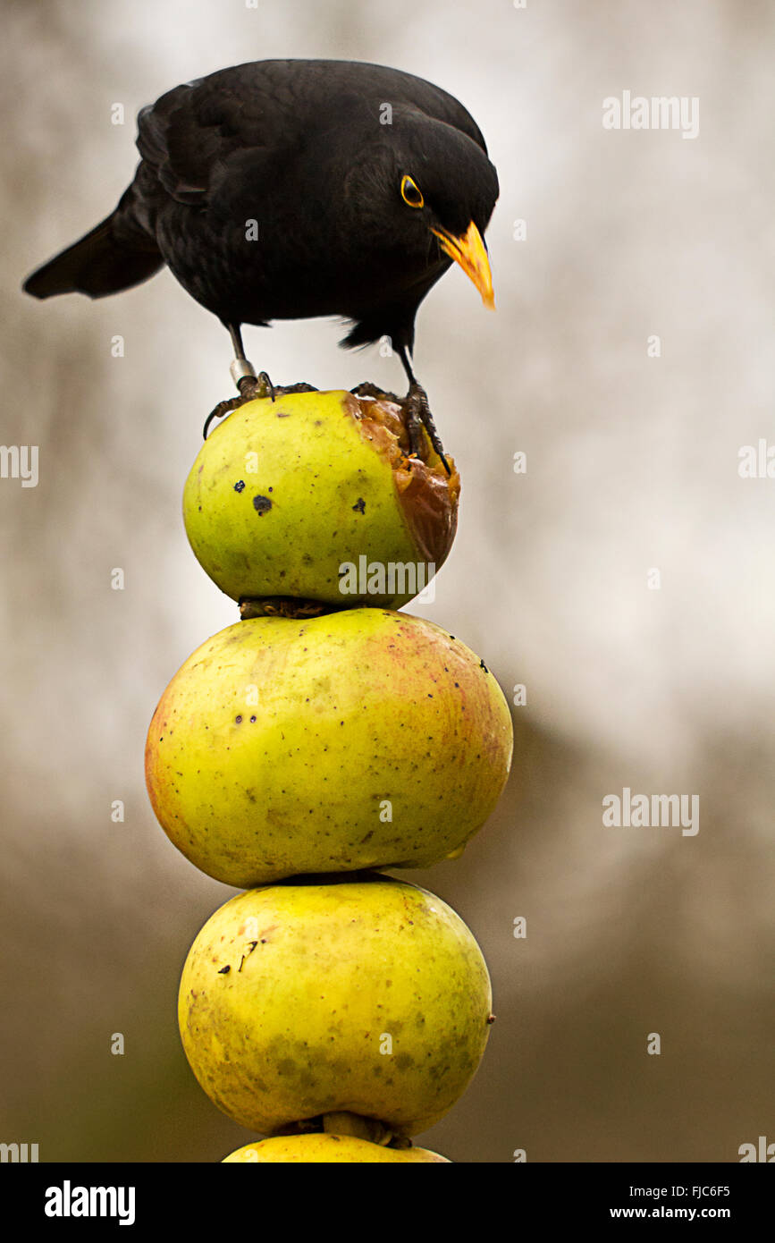 Blackbird winter apple feed food portrait hires stock photography and