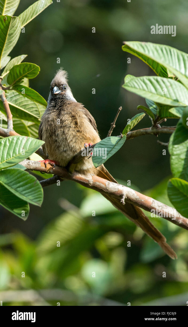 Speckled mousebird (Colius striatus). The mousebirds are endemic to Africa. Stock Photo