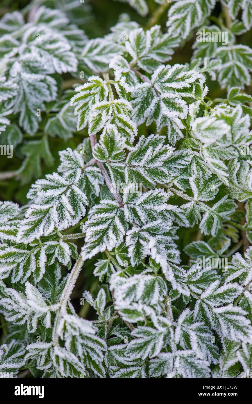 Upright Hedgeparsley Torilis japonica, fresh growth covered on frost