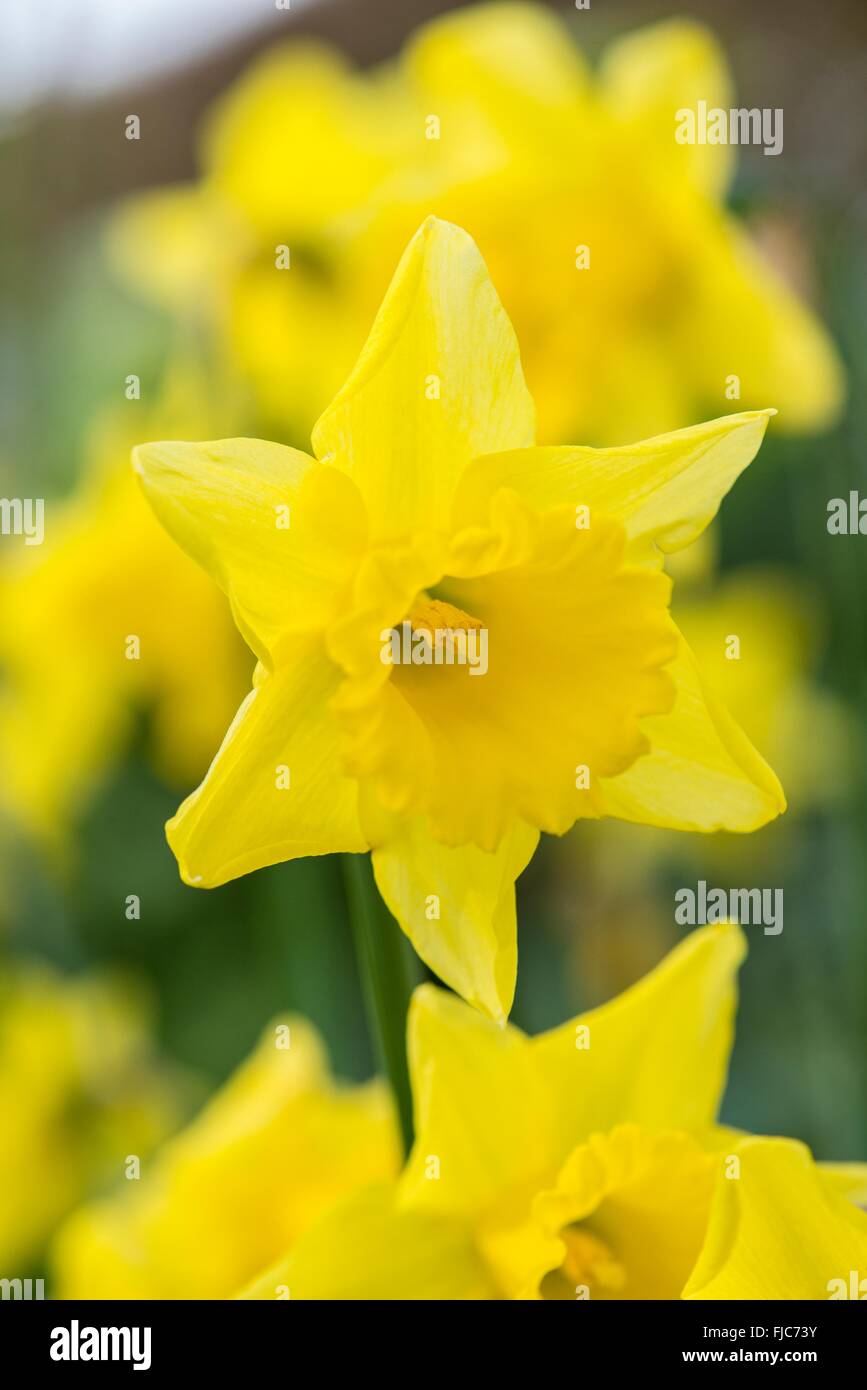 Single, daffodil bloom Stock Photo