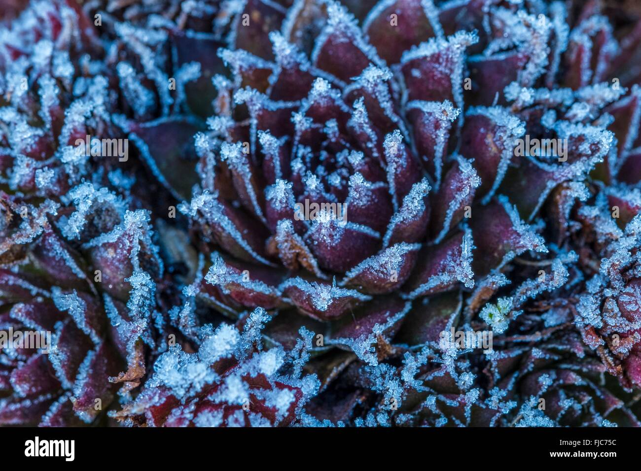 Sempervivum tectorum - common houseleek, covered in frost crystals. Stock Photo