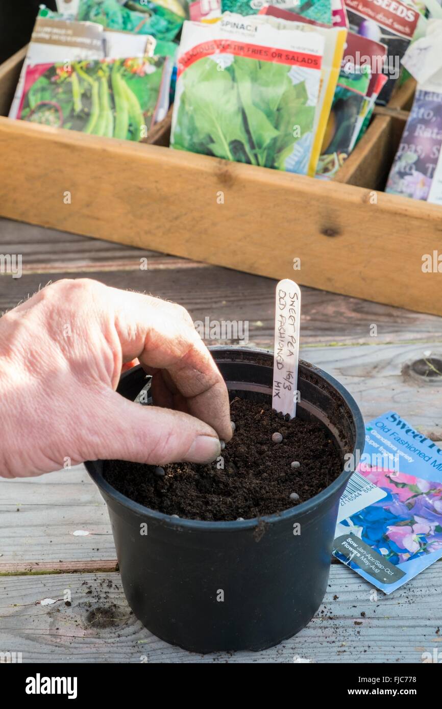 Gardeners hand sowing sweet pea seed into 5 inch plastic pot. Stock Photo