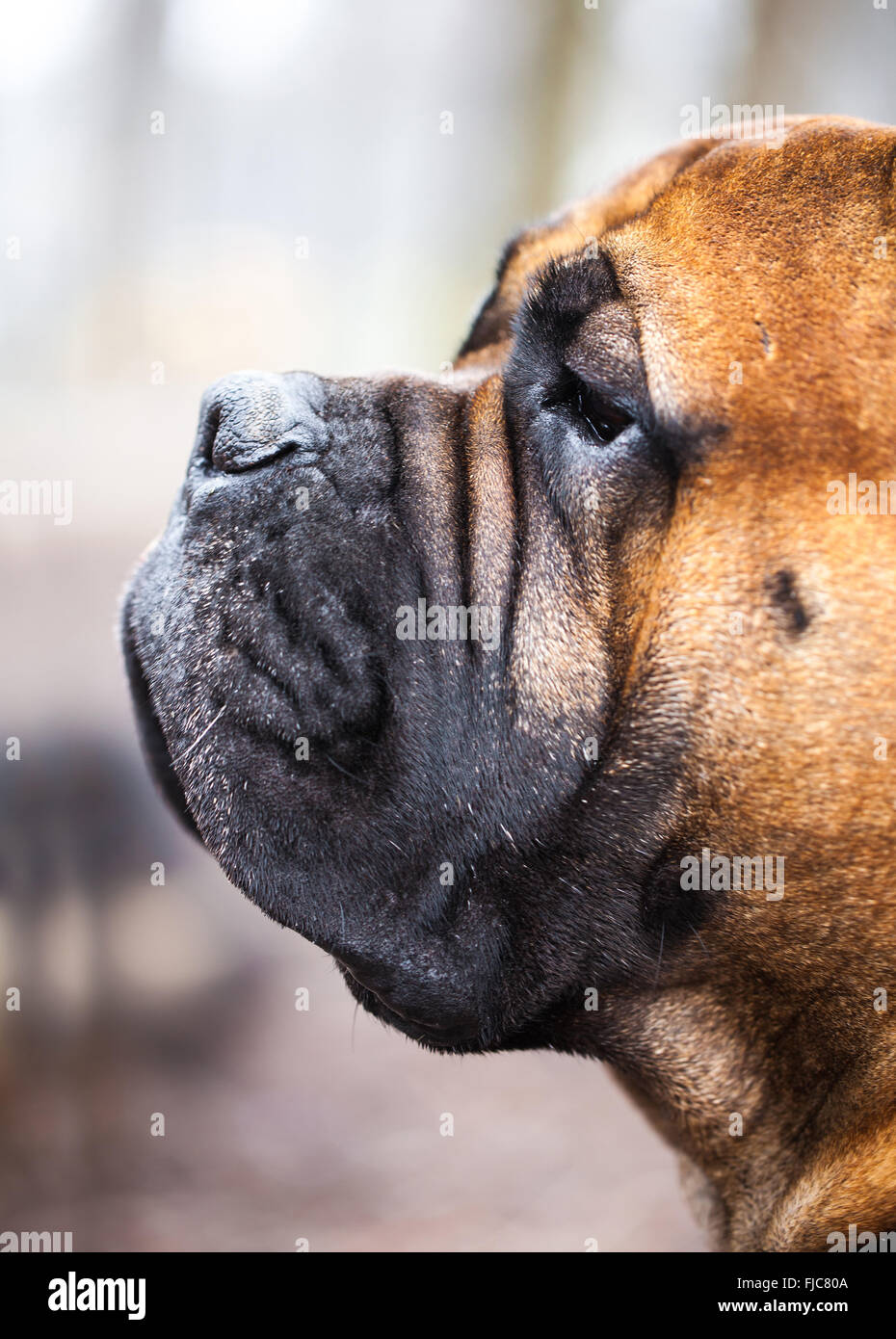 Can English Mastiffs Live In Apartments