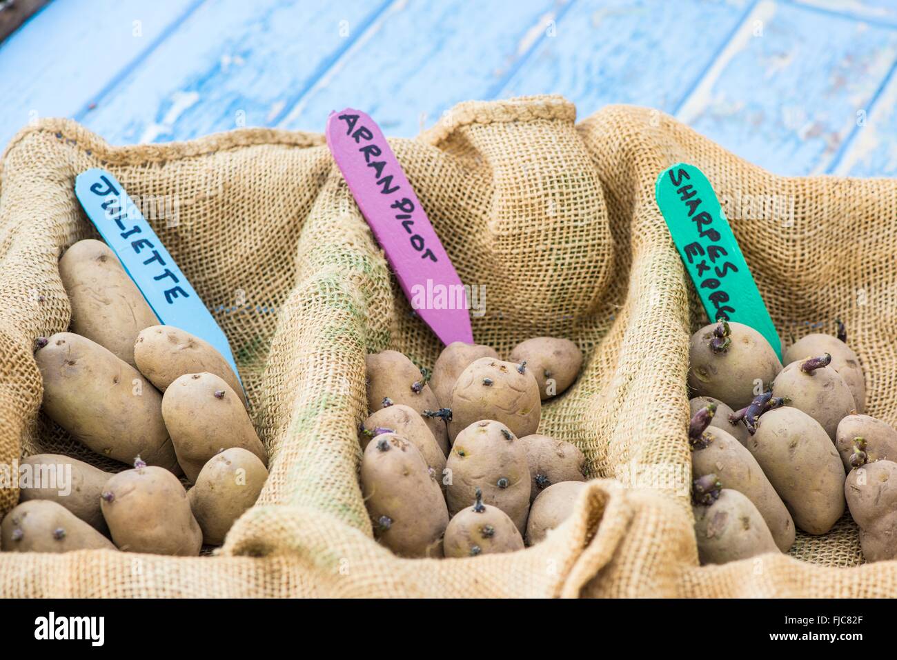 Potato - Solanum tuberosum, 'Arran Pilot', 'Juliette' and 'Sharpes Express', set up to chit prior to planting, England, February Stock Photo