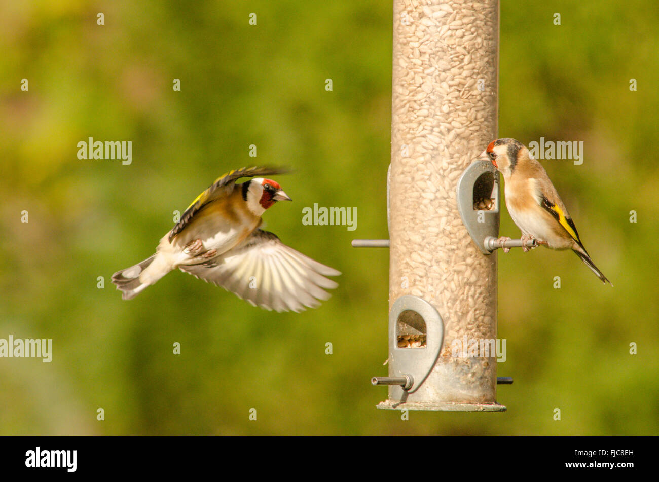 European Goldfinch [Carduelis carduelis] bird feeder filled with sunflower hearts. West Sussex, UK. February. One flying in. Stock Photo