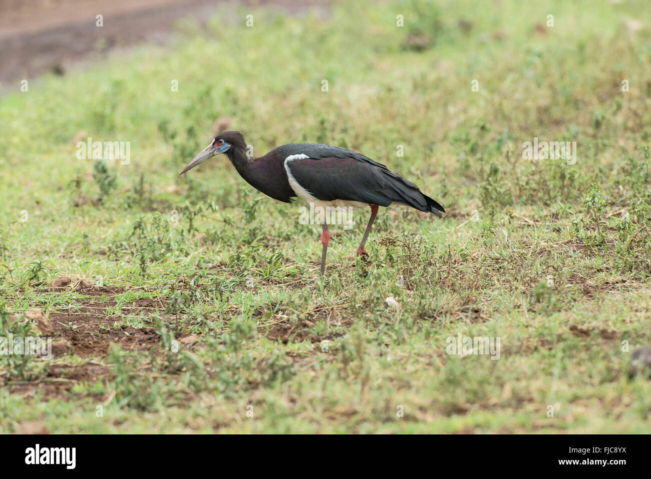 Abdim's stork (Ciconia abdimii) foraging in the Ngorongoro Crater, Tanzania Stock Photo