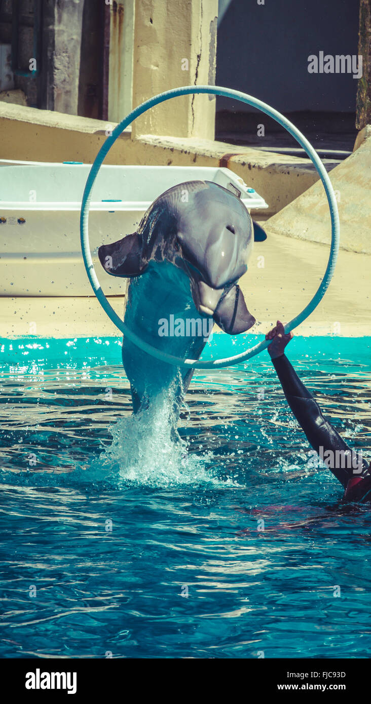 dolphin jump out of the water in sea Stock Photo Alamy