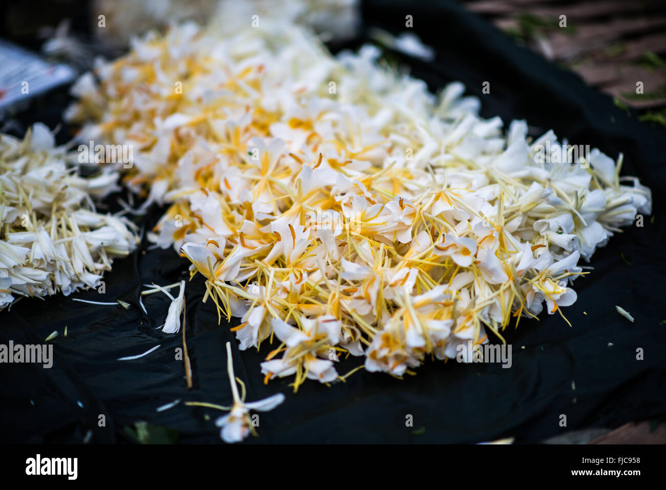 Myanmar flower hires stock photography and images Alamy